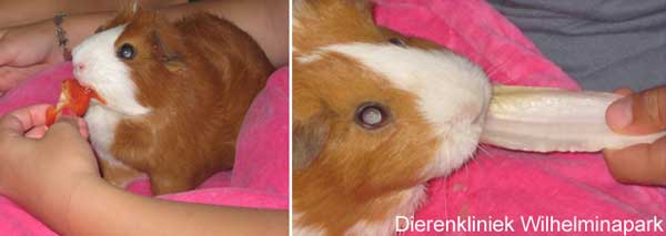 Een cavia moet groente krijgen, bijvoorbeeld paprika of witlof vinden cavia's lekker